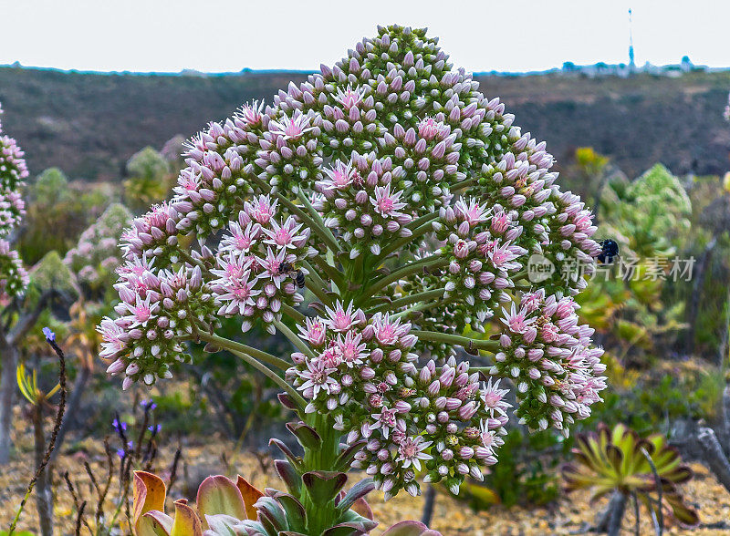 波Aeonium undulatum(加纳利ense)